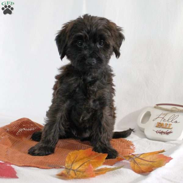 Sally, Yorkie Poo Puppy